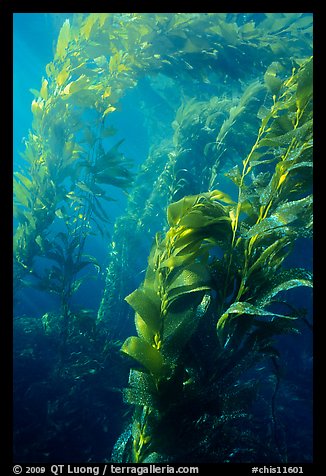 Underwater view of kelp canopy. Channel Islands National Park, California, USA.