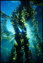 Kelp bed with sunrays,  Annacapa Marine reserve. Channel Islands National Park ( color)