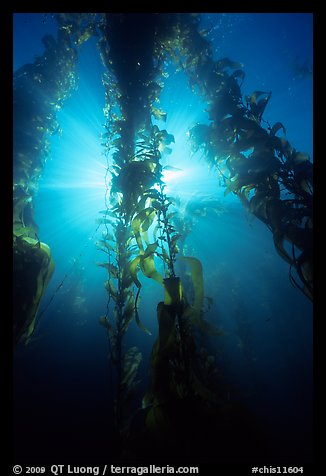 Giant Kelp and sunbeams underwater, Annacapa Marine reserve. Channel Islands National Park, California, USA.