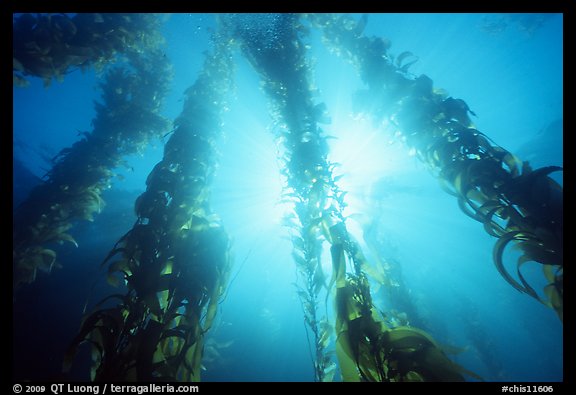 Underwater kelp bed, Annacapa Island State Marine reserve. Channel Islands National Park, California, USA.