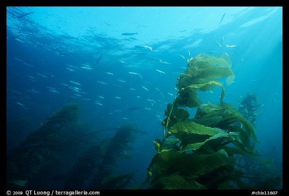 Kelp fronds and fish, Annacapa Island State Marine reserve. Channel Islands National Park, California, USA.