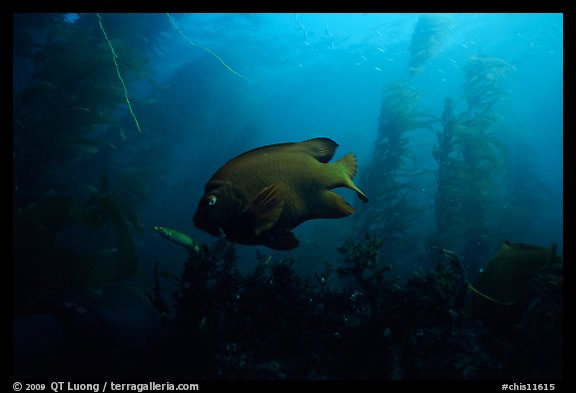 Garibaldi fish in kelp forest, Annacapa Marine reserve. Channel Islands National Park, California, USA.