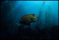 Garibaldi fish in kelp forest, Annacapa Marine reserve. Channel Islands National Park, California, USA.