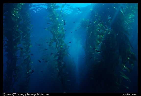Giant Kelp underwater forest. Channel Islands National Park (color)