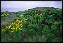 Giant Coreopsis and East Anacapa. Channel Islands National Park, California, USA. (color)