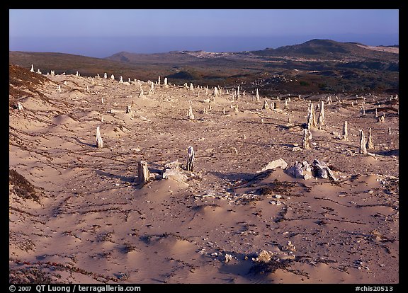 Caliche stumps, early morning, San Miguel Island. Channel Islands National Park, California, USA.