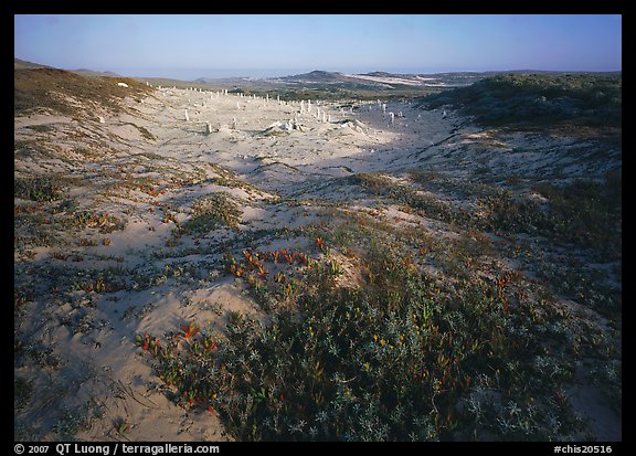 Flowers and caliche forest, early morning, San Miguel Island. Channel Islands National Park, California, USA.
