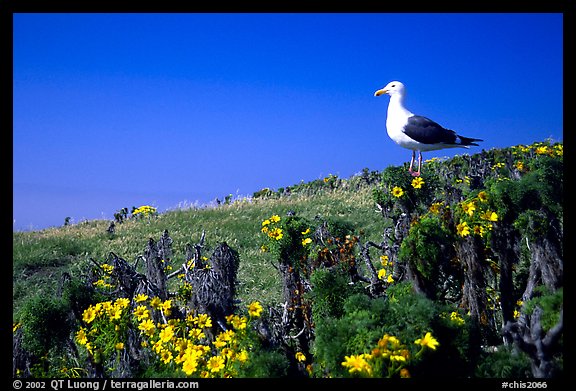 Western seagull on giant coreopsis. Channel Islands National Park, California, USA.