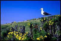 Western seagull on giant coreopsis. Channel Islands National Park, California, USA.
