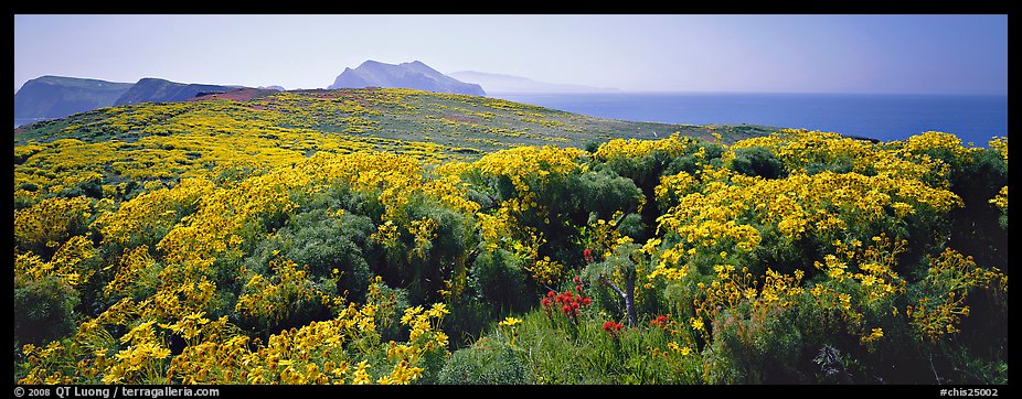 Field of Coreopsis in bloom, Anacapa Island. Channel Islands National Park (color)