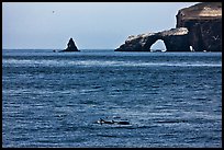Dolphins and Arch Rock. Channel Islands National Park, California, USA.