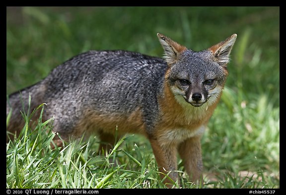 Island fox (Urocyon littoralis santacruzae), Santa Cruz Island. Channel Islands National Park, California, USA.