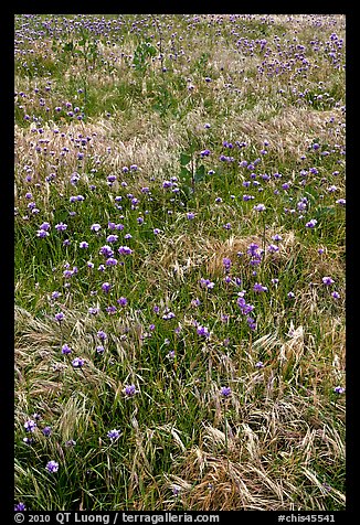 Wildflowers and grasses, Santa Cruz Island. Channel Islands National Park, California, USA.