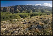 Grasses and Montannon Ridge, Santa Cruz Island. Channel Islands National Park, California, USA.