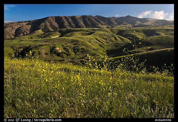 Mustard in bloom and interior hills, Santa Cruz Island. Channel Islands National Park (color)