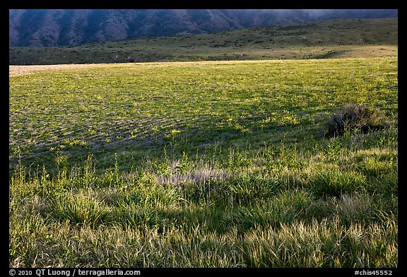 Meadow in spring, Santa Cruz Island. Channel Islands National Park, California, USA.