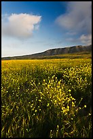 Flowers and hills near Potato Harbor, late afternoon, Santa Cruz Island. Channel Islands National Park, California, USA.