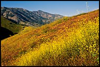 Mustard, grasses, and hills, Santa Cruz Island. Channel Islands National Park, California, USA.