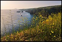 Mustard in bloom and seacliffs, Scorpion Anchorage, Santa Cruz Island. Channel Islands National Park, California, USA.