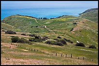 Grasslands in the spring, fence and ocean, Santa Cruz Island. Channel Islands National Park, California, USA.