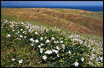 Wild Morning Glory flowers, hills, and ocean, Santa Cruz Island. Channel Islands National Park, California, USA. (color)