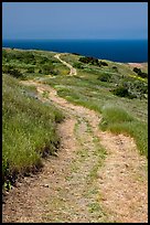 Winding dirt road and ocean, Santa Cruz Island. Channel Islands National Park, California, USA. (color)
