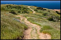 Dirt road through coastal hills, Santa Cruz Island. Channel Islands National Park, California, USA.