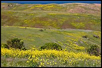 Mustard flowers and rolling hills, Santa Cruz Island. Channel Islands National Park, California, USA. (color)