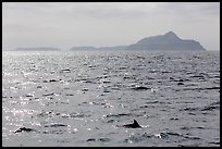Dolphin fin and Anacapa Islands in background. Channel Islands National Park, California, USA.