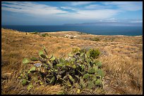 Cactus on marine terrace, Santa Rosa Island. Channel Islands National Park ( color)