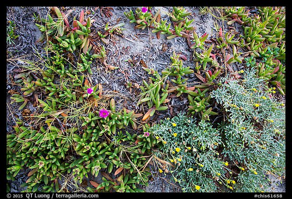 Ground close-up with iceplant and flowers, Santa Rosa Island. Channel Islands National Park, California, USA.