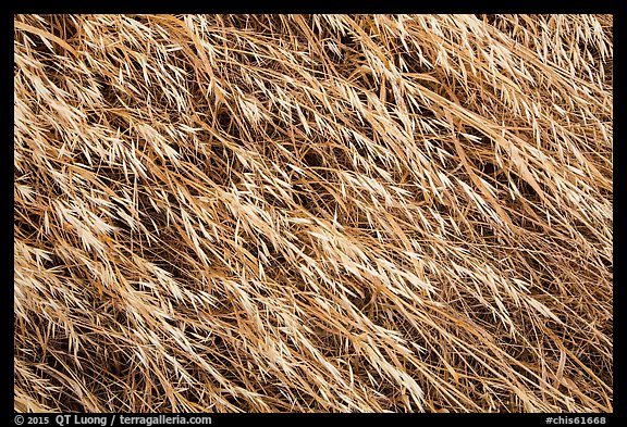 Close-up of tall grasses, Santa Rosa Island. Channel Islands National Park, California, USA.