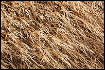 Close-up of tall grasses, Santa Rosa Island. Channel Islands National Park ( color)