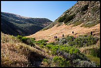 Hikers, Lobo Canyon, Santa Rosa Island. Channel Islands National Park ( color)