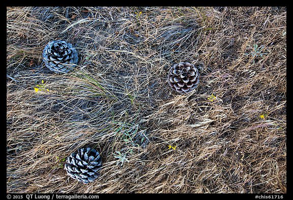 Ground close-up with Torrey Pine cones, flowers, and grasses, Santa Rosa Island. Channel Islands National Park, California, USA.