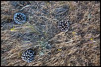 Ground close-up with Torrey Pine cones, flowers, and grasses, Santa Rosa Island. Channel Islands National Park, California, USA.