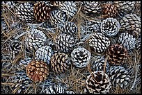 Torrey Pine cones and needles on the ground, Santa Rosa Island. Channel Islands National Park, California, USA.