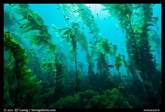 Giant macrocystis kelp anchored on ocean floor, Santa Barbara Island. Channel Islands National Park, California, USA.