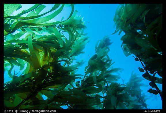 Looking up kelp canopy underwater, Santa Barbara Island. Channel Islands National Park, California, USA.