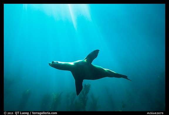 Sea lion underwater with sun rays, Santa Barbara Island. Channel Islands National Park, California, USA.