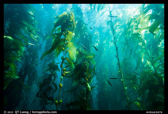 Kelp bed and fish, Santa Barbara Island. Channel Islands National Park, California, USA.