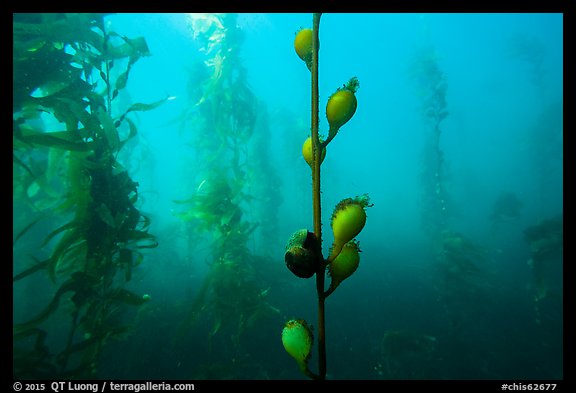 Pneumatocysts and kelp plants underwater, Santa Barbara Island. Channel Islands National Park, California, USA.