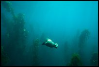 Sea lion and kelp plants, Santa Barbara Island. Channel Islands National Park, California, USA.