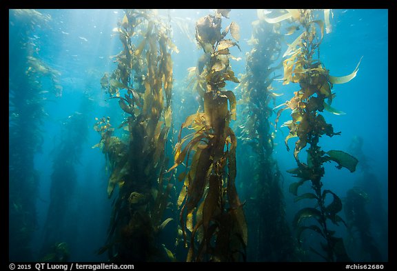 Giant kelp, Macrocystis pyrifera, Santa Barbara Island. Channel Islands National Park, California, USA.