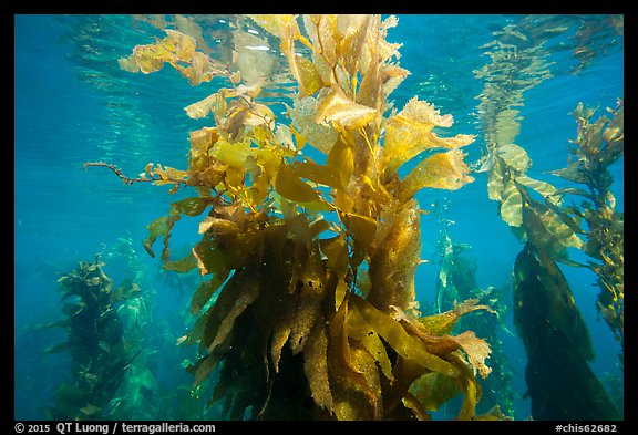 Kelp fronds and reflections, Santa Barbara Island. Channel Islands National Park, California, USA.