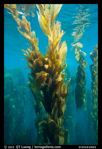 Kelp fronds in shallow water, Santa Barbara Island. Channel Islands National Park, California, USA.