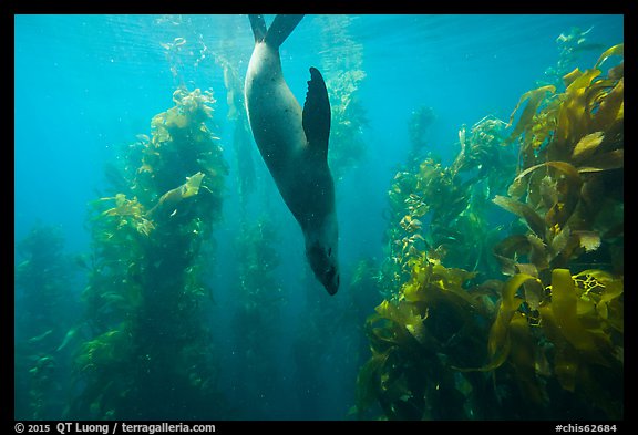 California sea lion diving in kelp forest, Santa Barbara Island. Channel Islands National Park, California, USA.