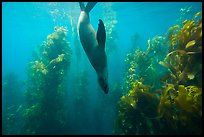 California sea lion diving in kelp forest, Santa Barbara Island. Channel Islands National Park, California, USA.