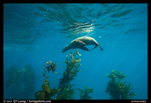California sea lion under water surface above kelp, Santa Barbara Island. Channel Islands National Park, California, USA.