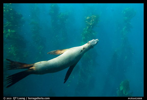 California sea lion and kelp forest underwater, Santa Barbara Island. Channel Islands National Park, California, USA.